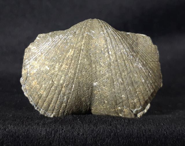 Paraspirifer bownockeri (STEWART 1927) - Bild &copy; FossNet FossilienStore